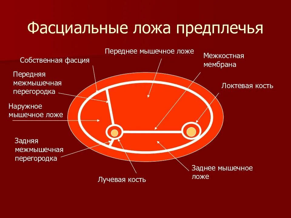 Костная ложа. Фасциально мышечные футляры предплечья. межмцшечные перешородки плеч. фасциальное ложе передней области плеча топография. фасциальные ложа предплечья в верхней трети.