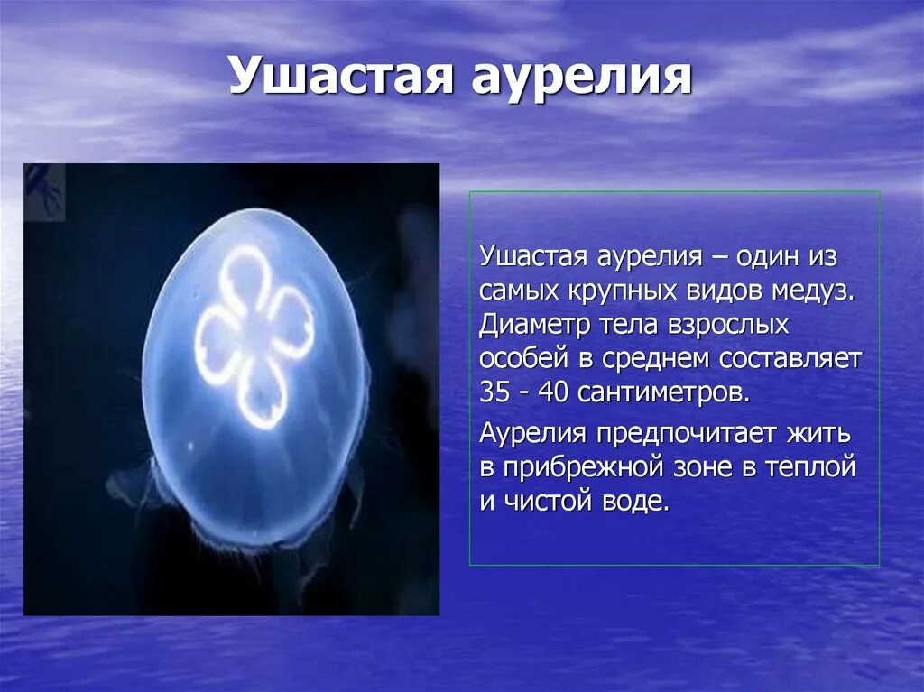 Медуза информация. Медуза аурелия ушастая сообщение. медузы презентация.