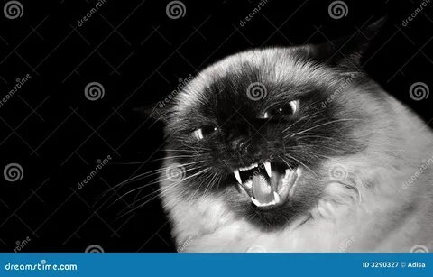 Песня злого кота