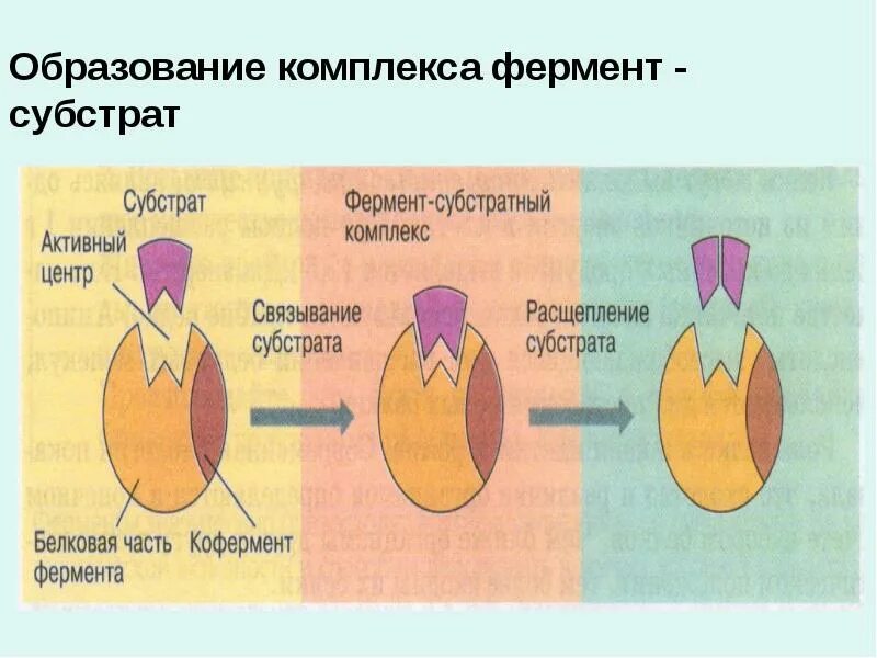 Образование ферментов происходит в процессе. Схему образования фермент-субстратного комплекса. Комплекс фермент субстрат. Образование фермент субстратного комплекса. Схема образования комплекса фермент-вещество.