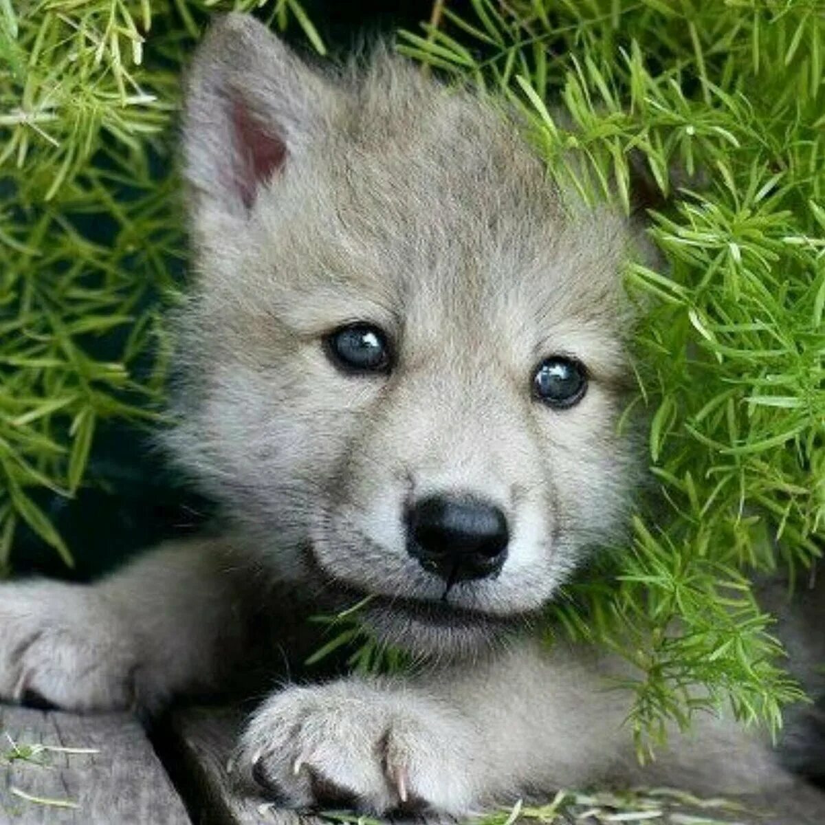 Волчок Волчонок. Волчата. Про маленького волчонка. Милые волчата.
