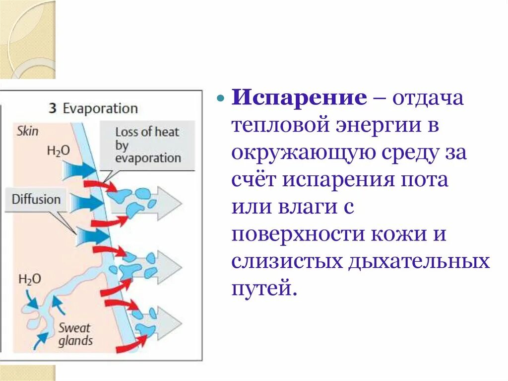 Испарение пота. Испарением пота с поверхности кожи. Испарение пота и расширения. Испарение пота и расширение кровеносных сосудов расположенных. Испарение пота с поверхности кожи