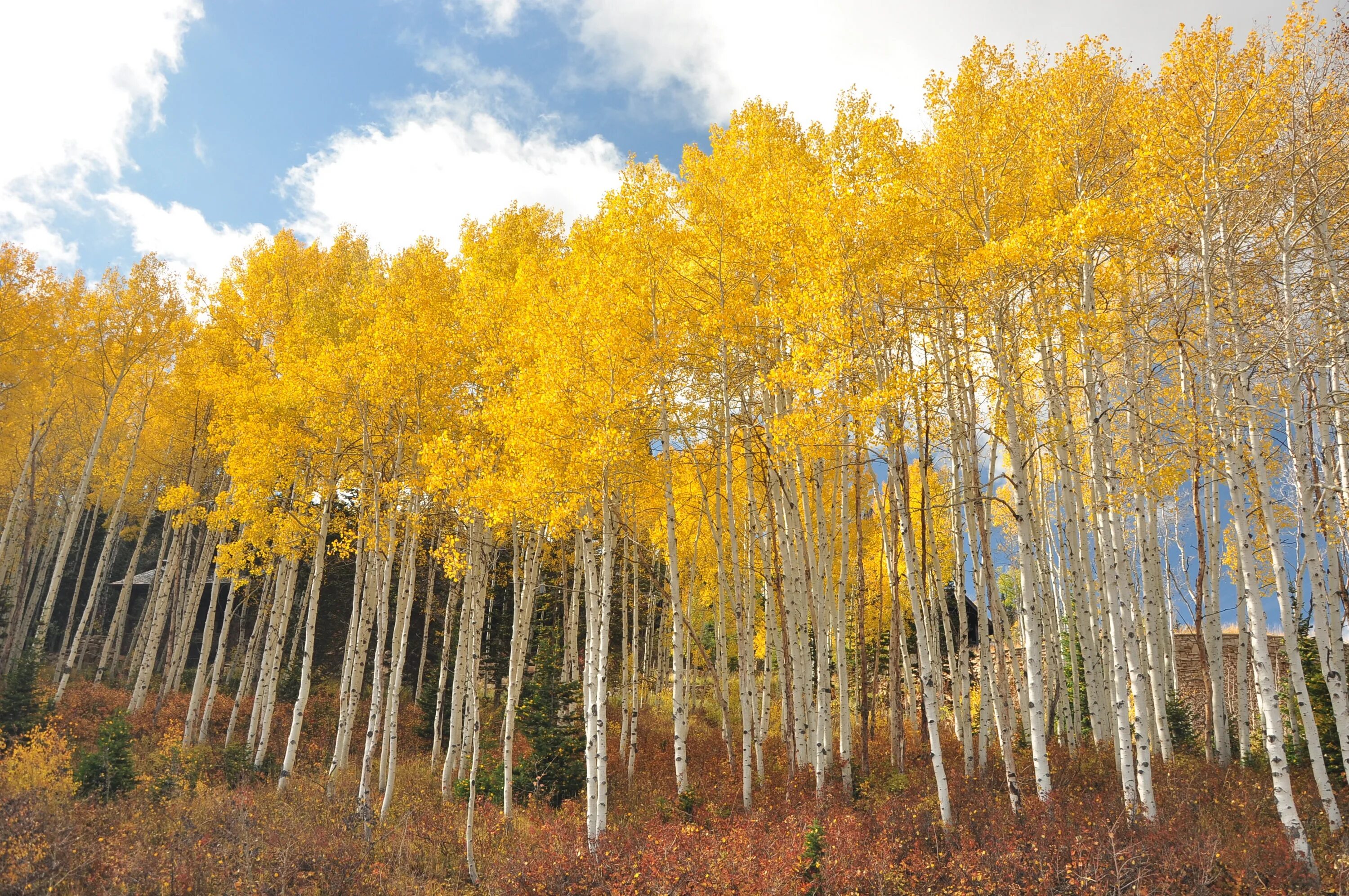 Осенняя береза. Пандо дерево. Желтая береза Канада. Береза желтая Уссурийский. Береза желтая (Betula costata).
