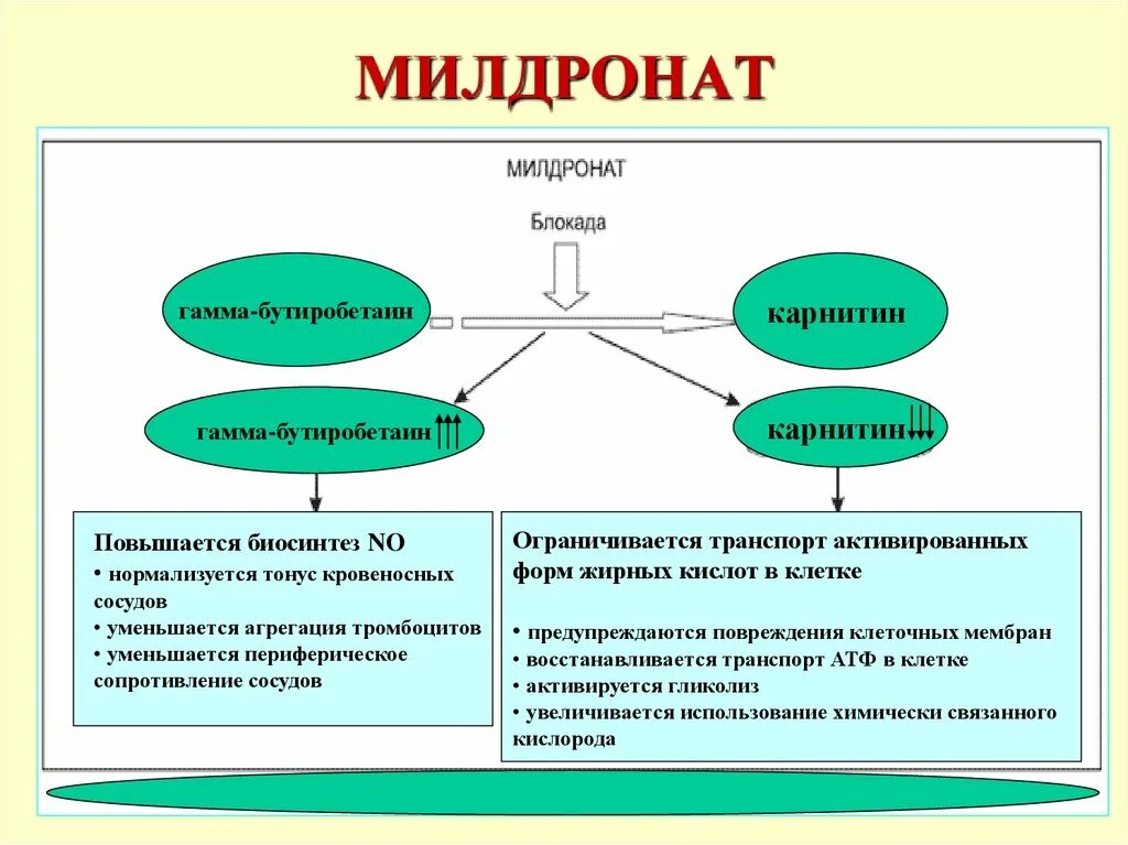 Милдронат польза и вред. Милдронат механизм действия. Гамма-бутиробетаин. Мельдоний механизм действия. Гамма бутиробетаин и карнитин.