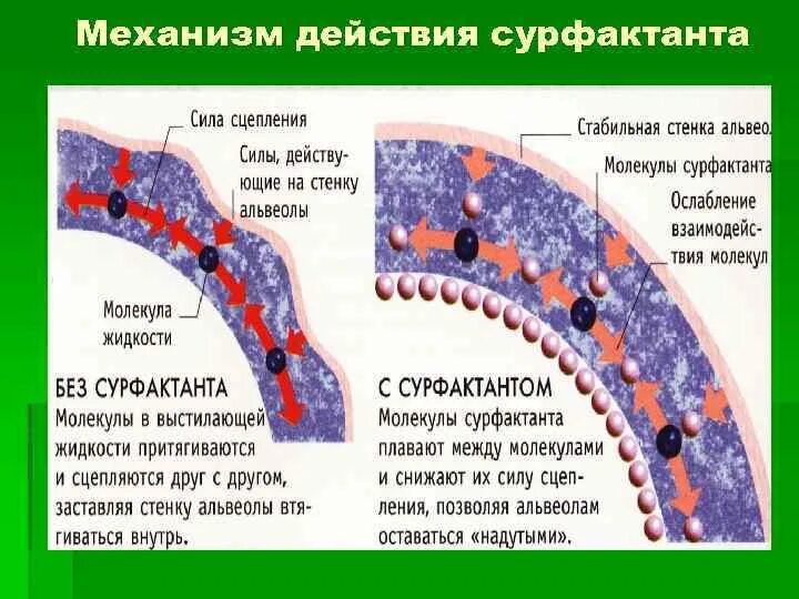 Art fact soft surfactant complex
