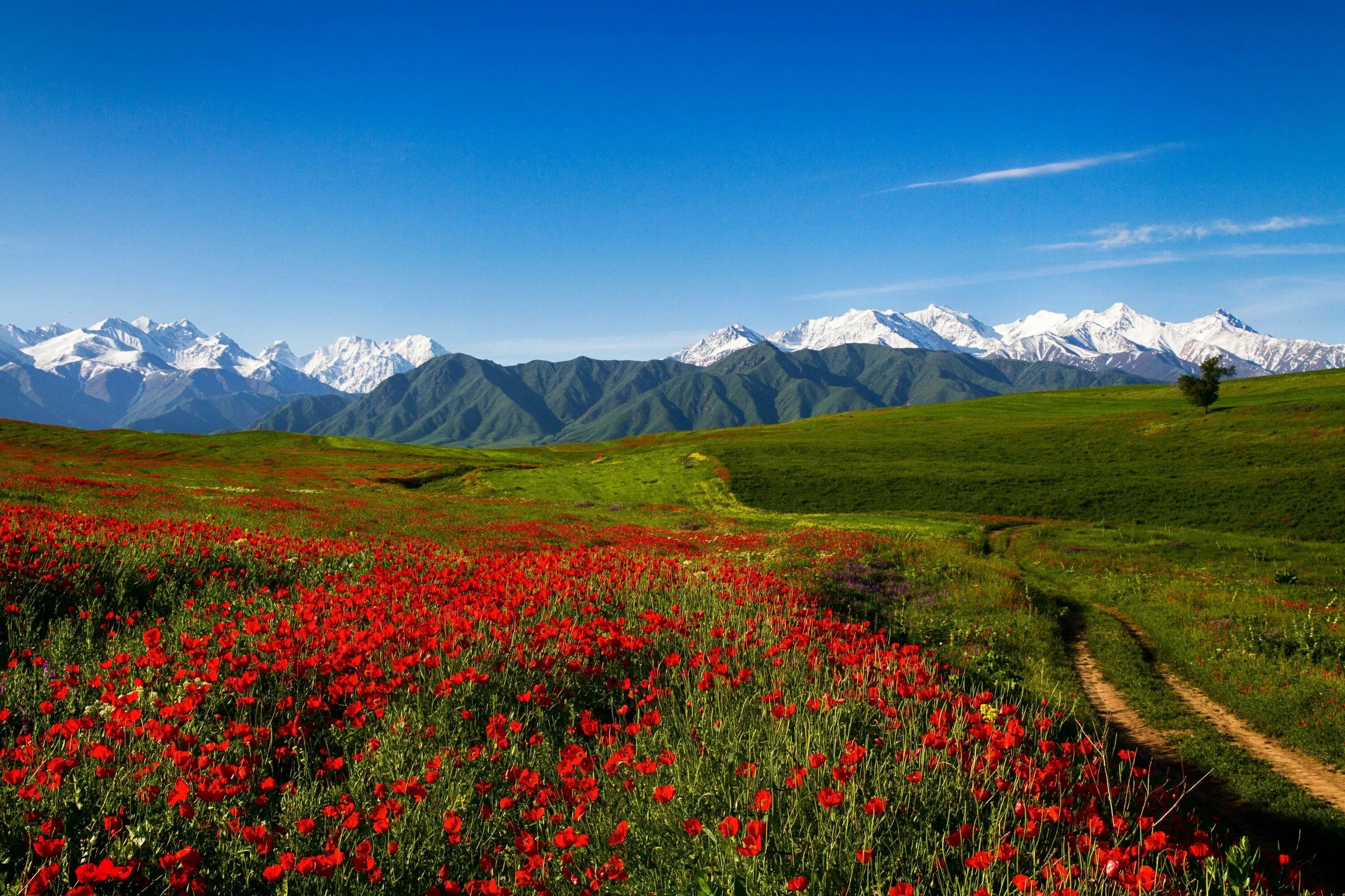Природа Киргизия Тянь-Шань. Бишкек горы Тянь Шань. Тянь Шань природа Кыргызстан. Таджикистан горы Тянь Шань.