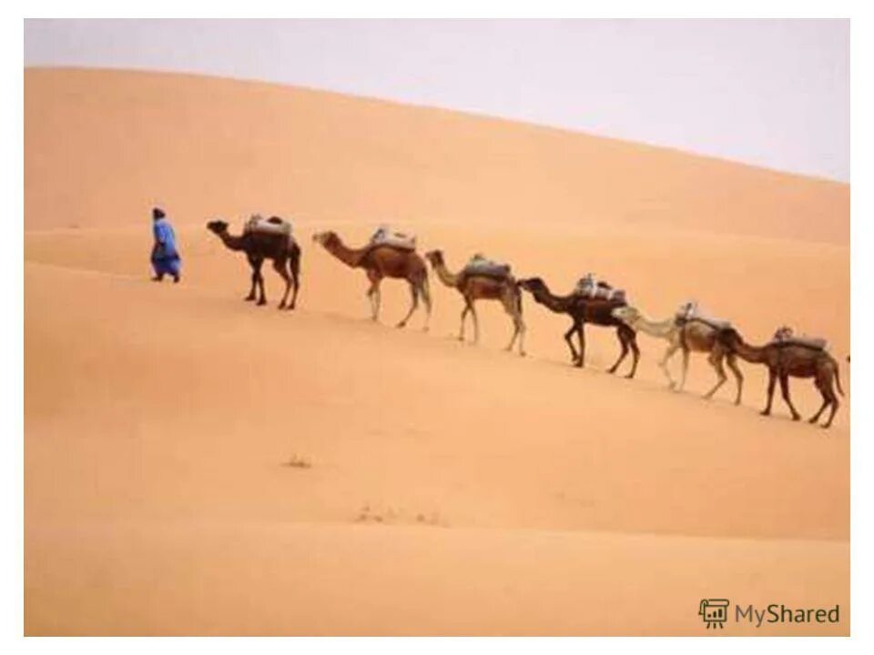 арабский одногорбый верблюд. великий визирь персии абдул кассим. корабль пустыни 7. картинки для презентации каракумы чабаны. блуждающий остров сейбл.