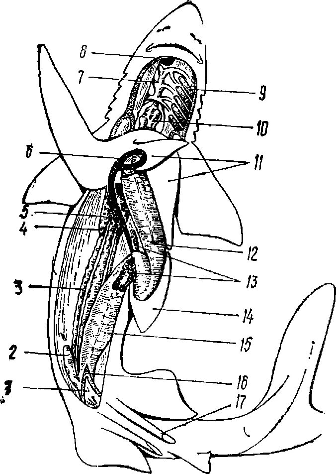Внутреннее строение акулы. Топография внутренних органов хрящевых рыб. Пищеварительная система акулы схема. Строение пищеварительной системы акулы. Внутреннее строение катрана.