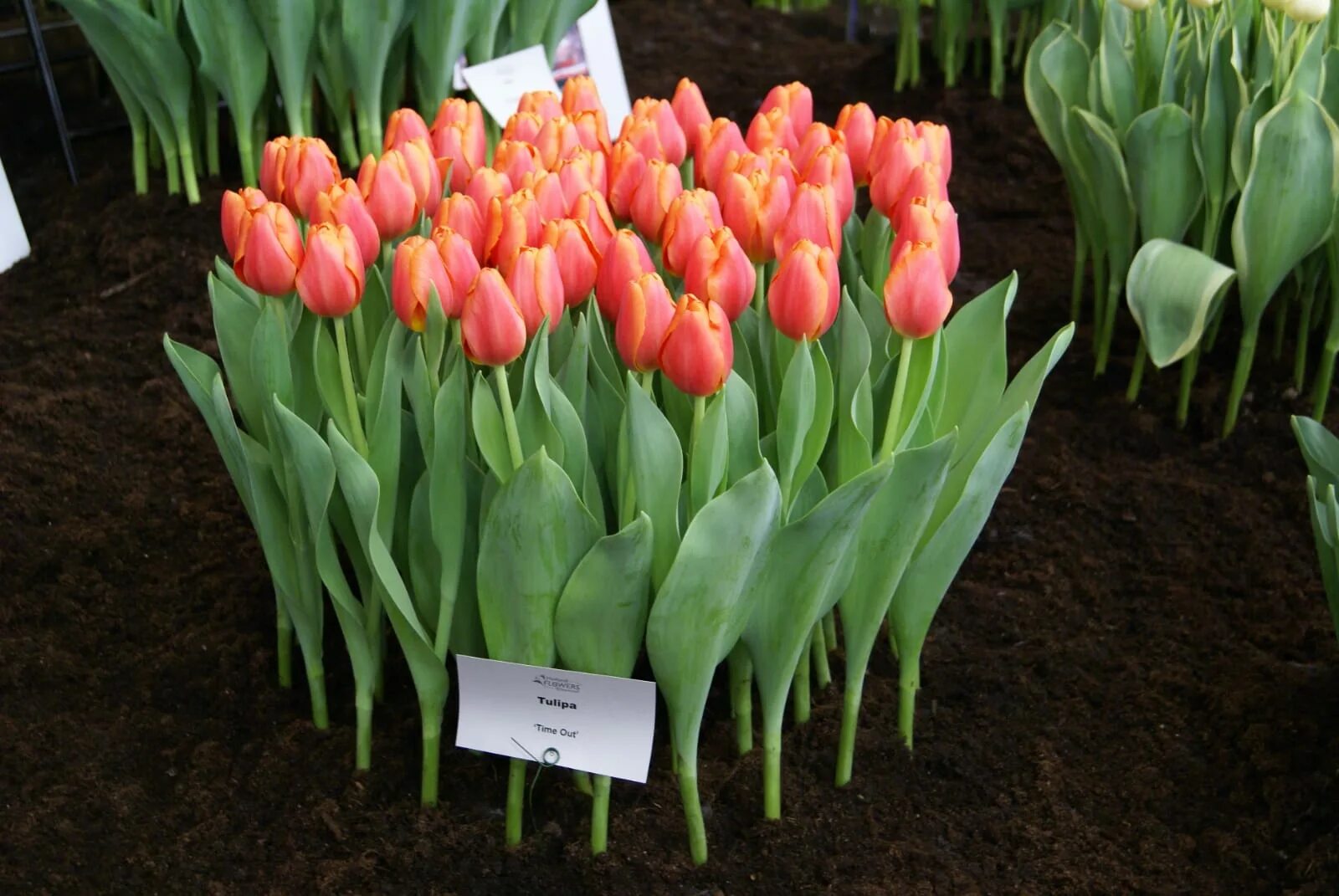 Низкорослые тюльпаны. Тюльпаны луковицы интернет. Сорт тюльпана montezuma ®. Луковицы тюльпанов красных. Сорт тюльпана посейдон.