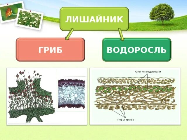 Схема лишайника 5 класс биология. Лишайники 5 класс биология. Лишайник это симбиоз. Тема лишайники 5 класс биология.