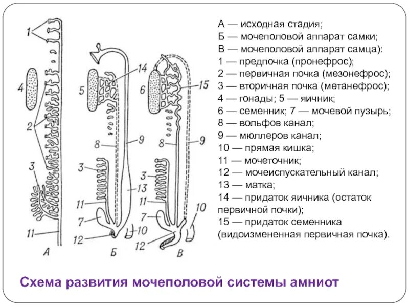 Исходная стадия