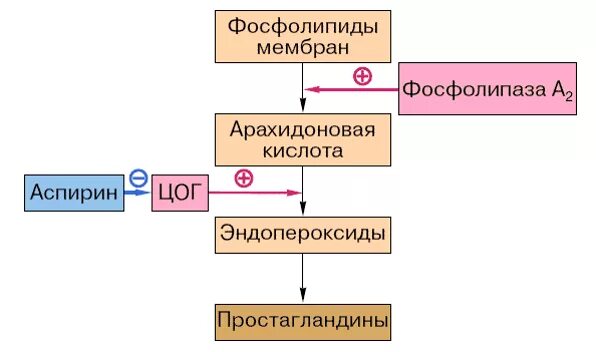 Механизм действия аспирина. Механизм противовоспалительного действия аспирина. Механизм действия ацетилсалициловой кислоты схема. Механизм действия аспирина схема. Ацетилсалициловая кислота механизм действия ЦОГ.