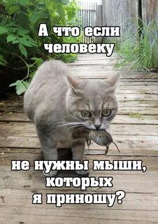 Смешные картинки с подписями