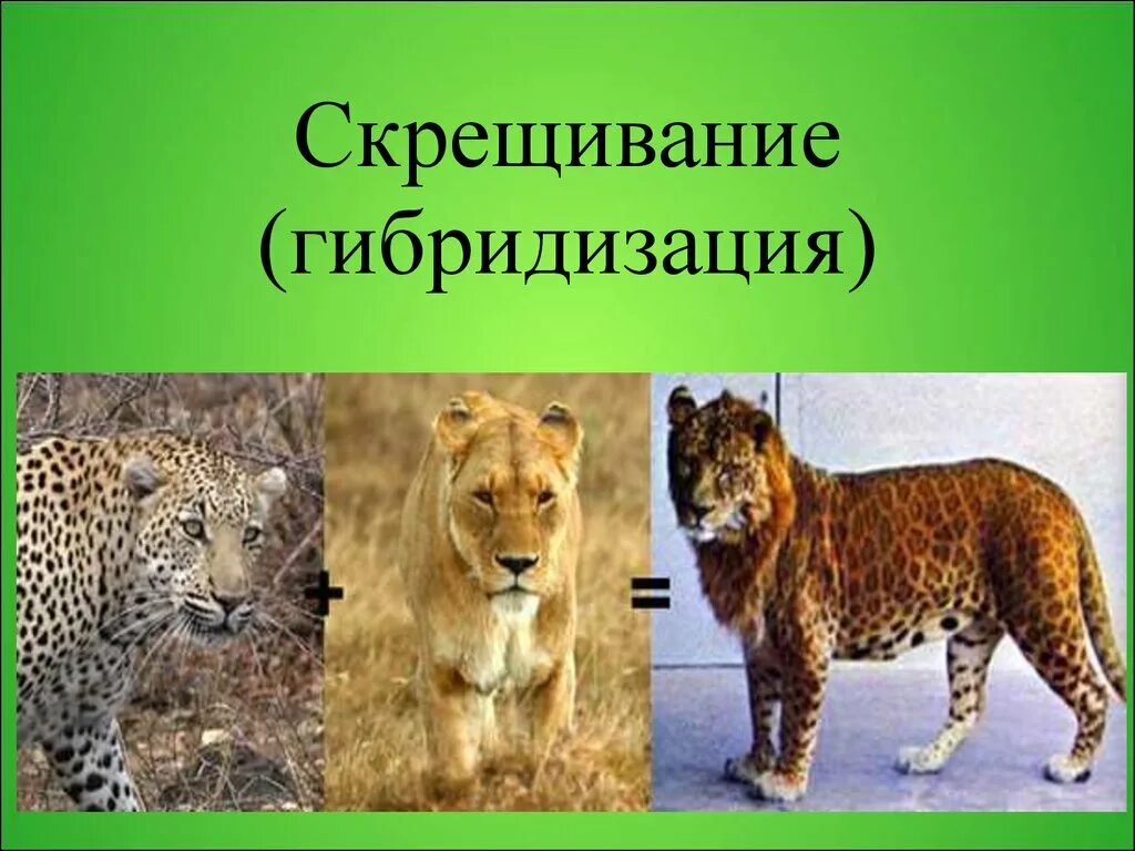 Формы скрещивания животных. Гибридизация в селекции. межвидовое скрещивание животных. внутривидовые гибриды животных. гибридизация животных.