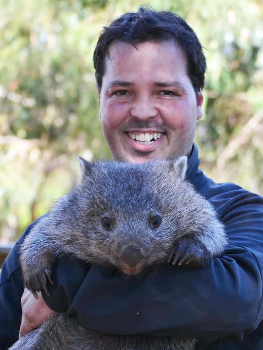 Wombat перевод. Вомбат в Австралии. Сумчатый вомбат. Короткошёрстный вомбат. Австралийский хомяк вомбат.