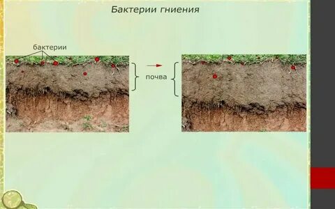 Роль почвенных бактерий гниения