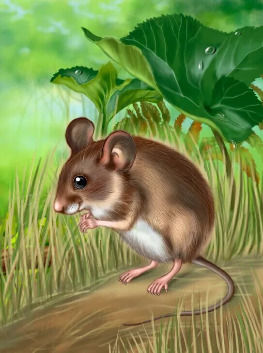 Сад мыши. Мышь для детей. Лесная мышка. Картина мышка для детей. Мышонок рисунок.