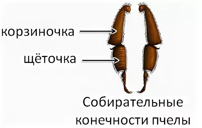 Пчела под микроскопом Микрула Дзен