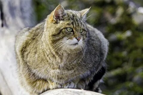 Wild cat