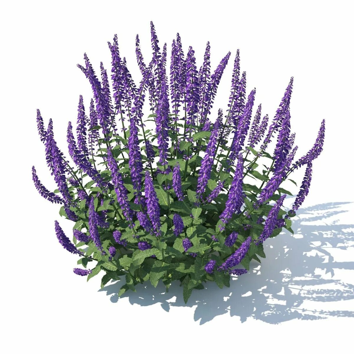 Сальвия дубравная (шалфей) остфризленд. Шалфей д. Шалфей дубравный блаухугель. №10. Сальвия дубравная маркус.