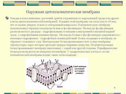 3 функции цитоплазматической мембраны