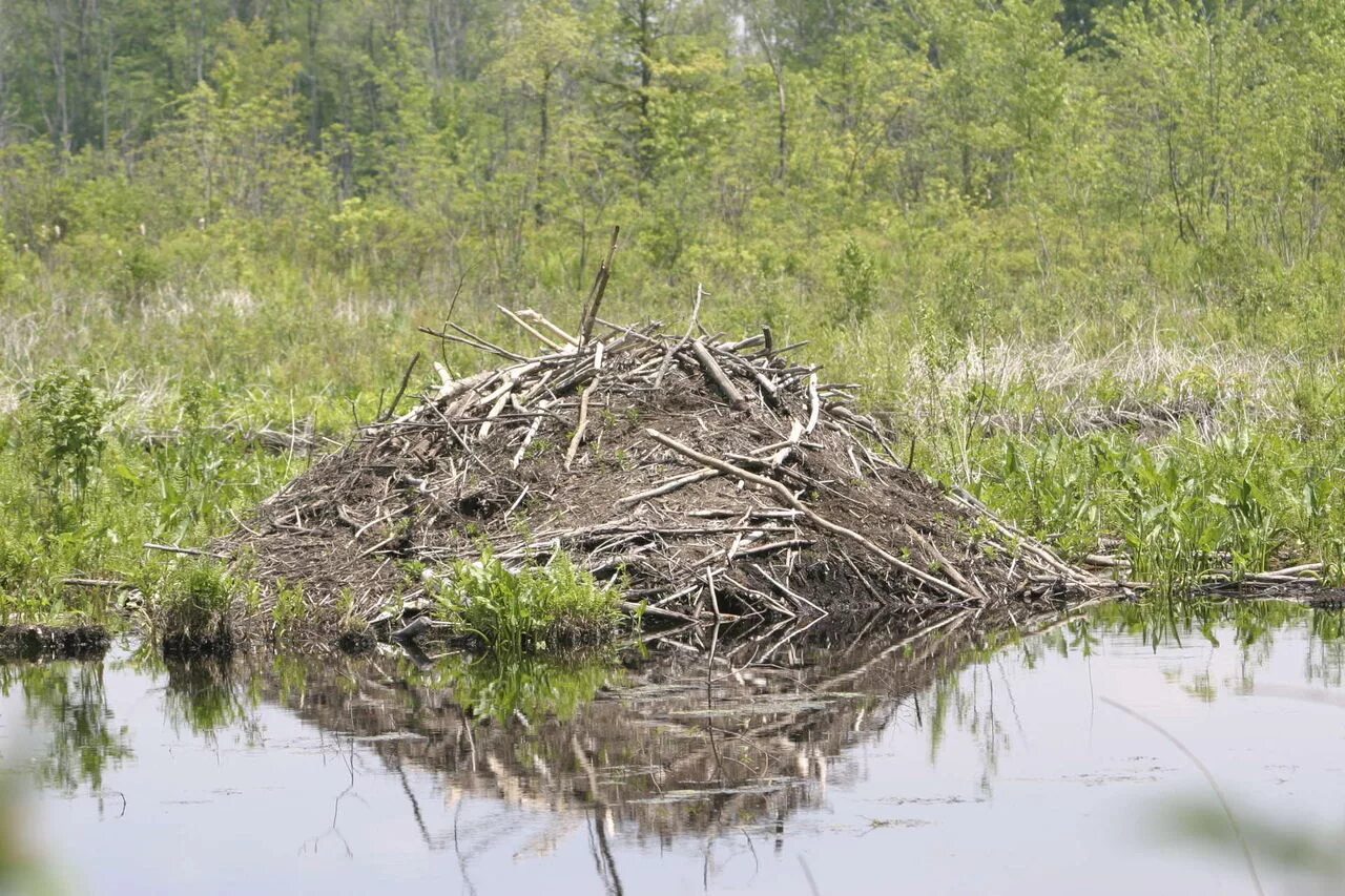 Хатка бобра. Дом бобра как называется. Дом бобра как называется. Дом бобра как называется. Хатка бобра.