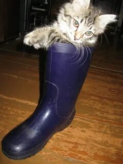 Сапожки коты