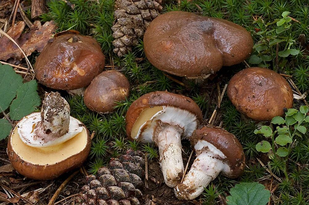 Маслёнок гриб. Съедобные грибы маслята. Гриб Suillus luteus. Маслёнок настоящий Suillus luteus.
