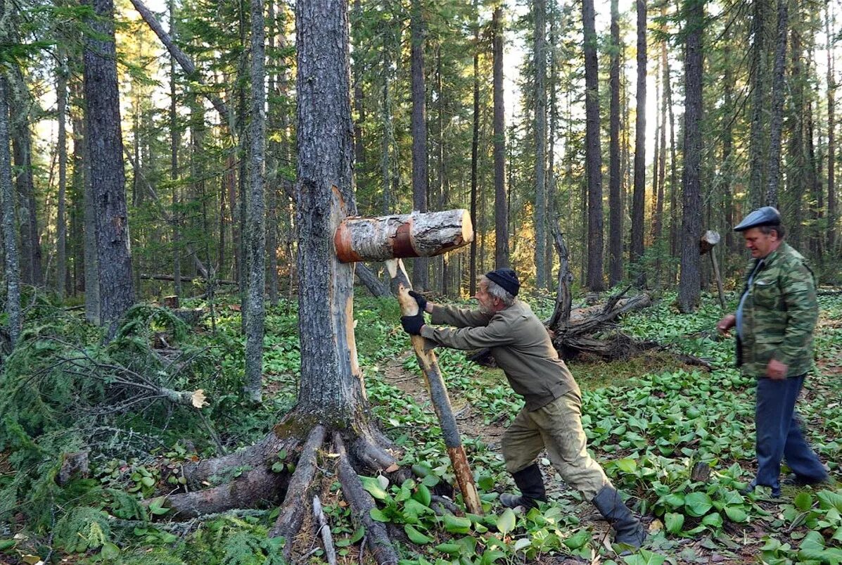 Колот телефон. Сбор кедра в тайге. Колотушка для кедра. Сбор кедрового ореха. Сбор шишек кедра.