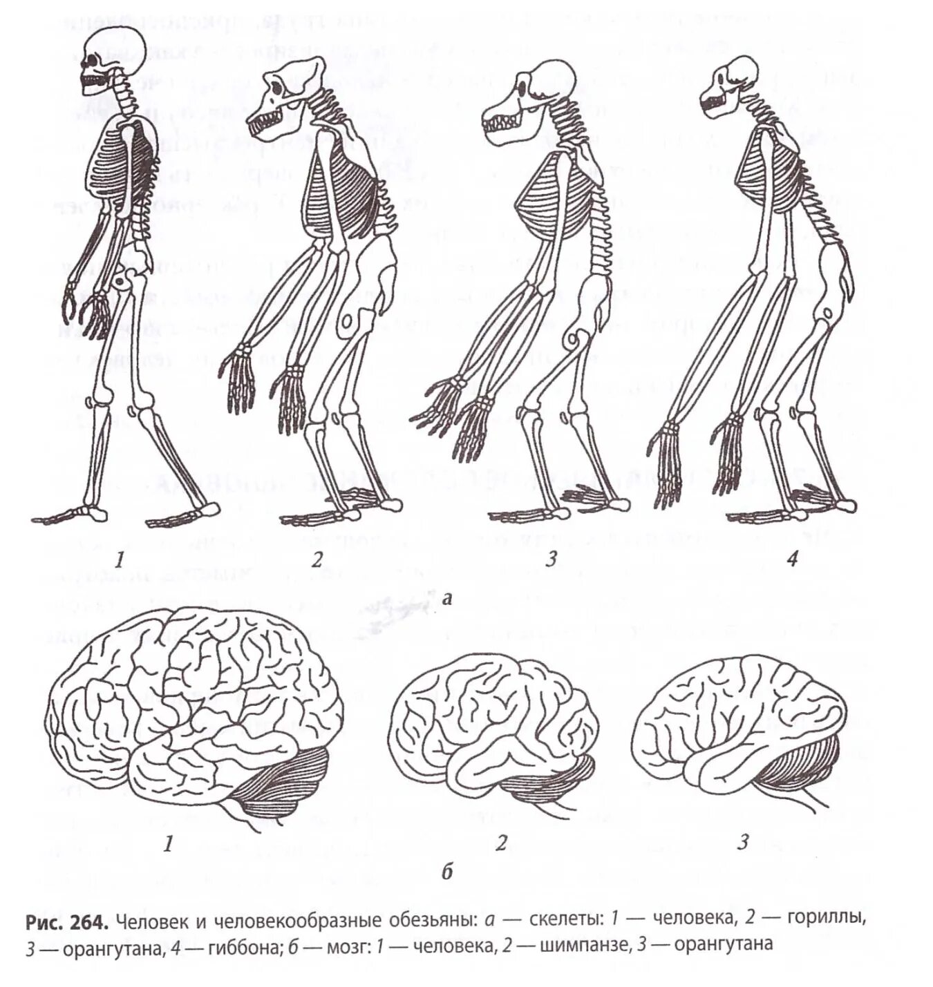 Какой мозг у приматов. Сравнение скелета человека и человекообразной обезьяны. Строение мозга человекообразной обезьяны. Строение скелета человека и человекообразных обезьян. Эволюция человекообразных обезьян.