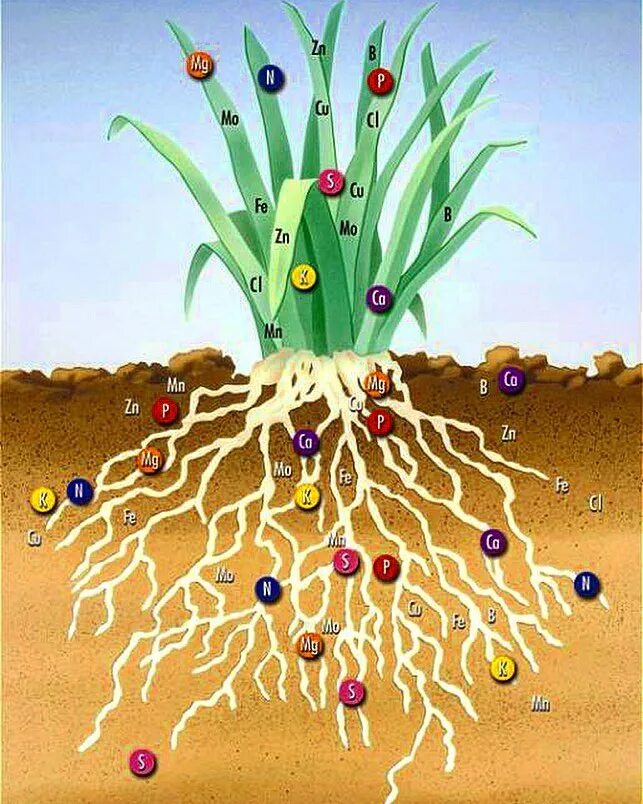 Минеральные соединения в почве. Внекорневая подкормка. Минеральный грунт состав. Минеральные удобрения это вещества содержащие. Элементы растения.