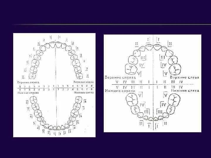 Нумерация зубов в стоматологии схема у взрослых. Зубная формула 2123. Зубная формула молочных зубов 2123. Зубная формула печать. Строение зубов и зубная формула.