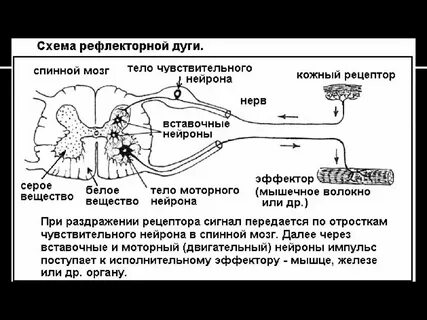 К телу нейрона возбуждение передается по