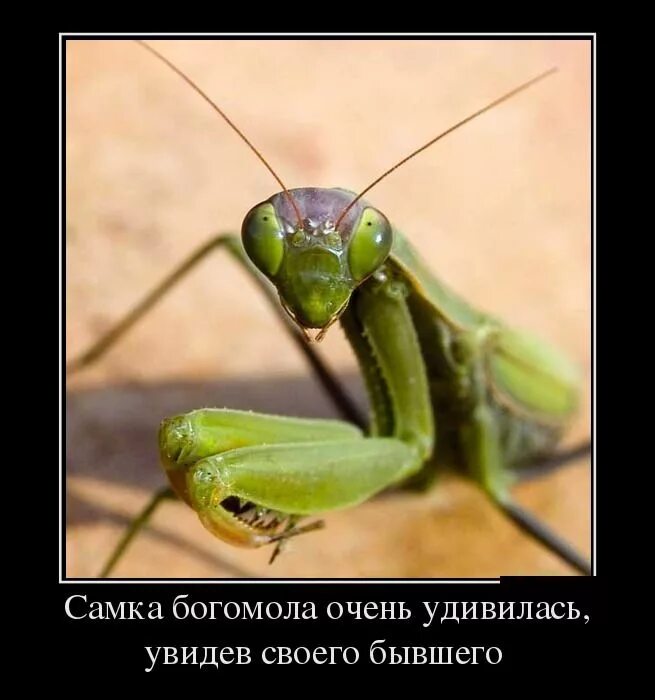 сочинский богомол самка. две удивленные девушки смешные. богомол прикол. будете удивлены увидев на. самка богомола приколы.