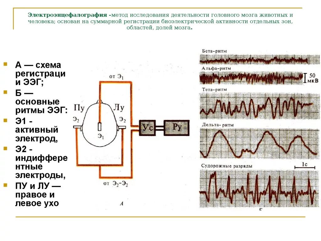 .Методика электроэнцефалографии (ЭЭГ). ЭЭГ принцип метода. Ритмы головного мозга ЭЭГ физиология. Схема основных ритмов электроэнцефалограммы. Регистрация активности мозга