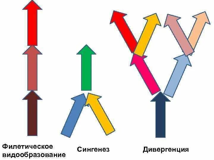 Филетическое видообразование примеры. Филетический путь видообразования. филетическое видообразование. филетическое видообразование схема.