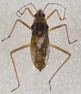 Gerromorpha