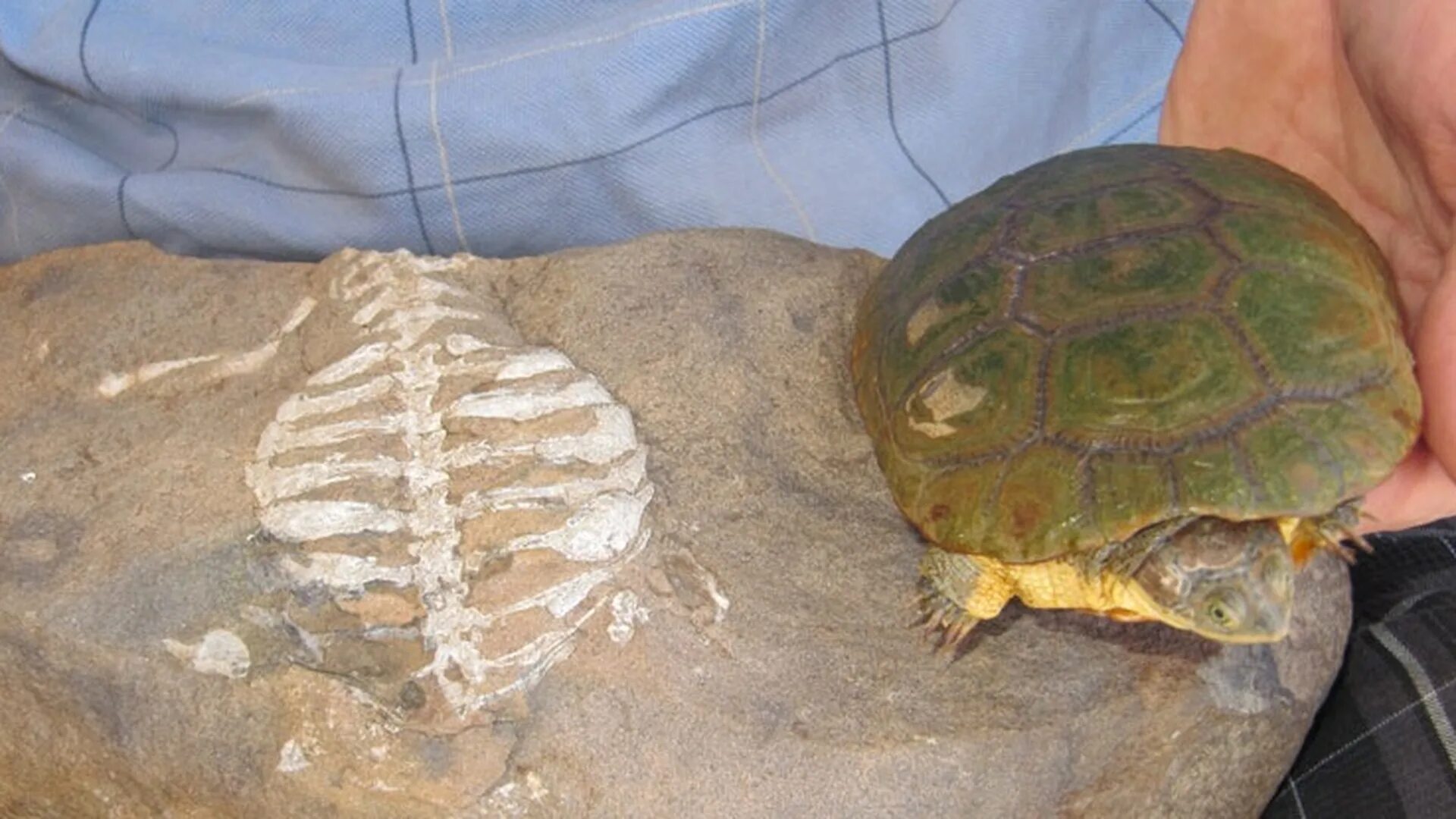 Черепаха без панциря бездомная. Chinemys reevesii. Панцирь черепахи. Беспанцирная черепаха.