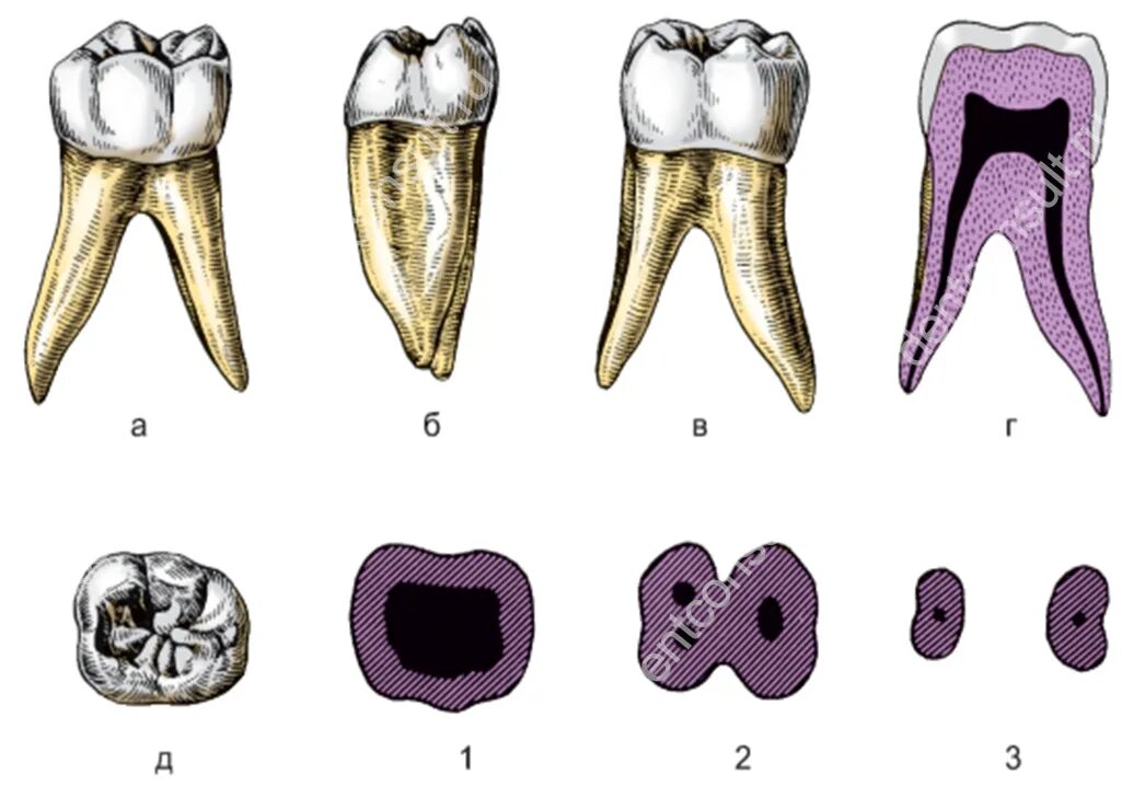 Первый моляр верхней челюсти. 1 Моляр нижней челюсти анатомия. Первый Нижний моляр анатомия.