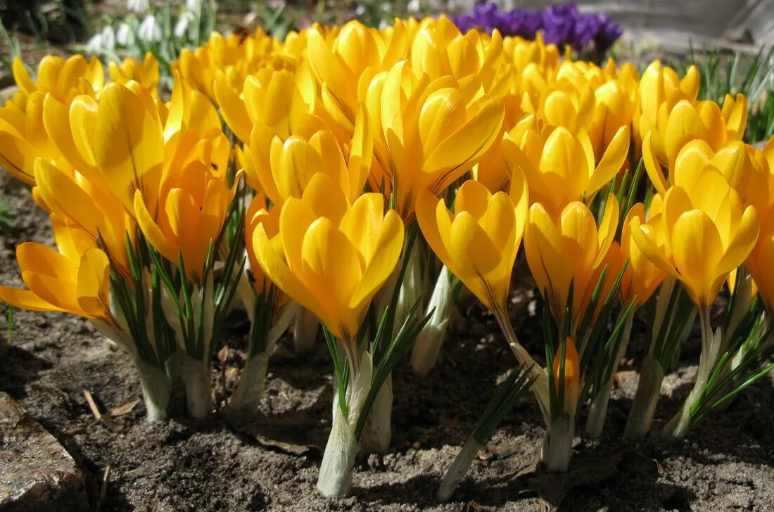 Crocus flavus. Крокус обыкновенный Йеллоу. Шафран желтый. Шафран Крымский желтый.