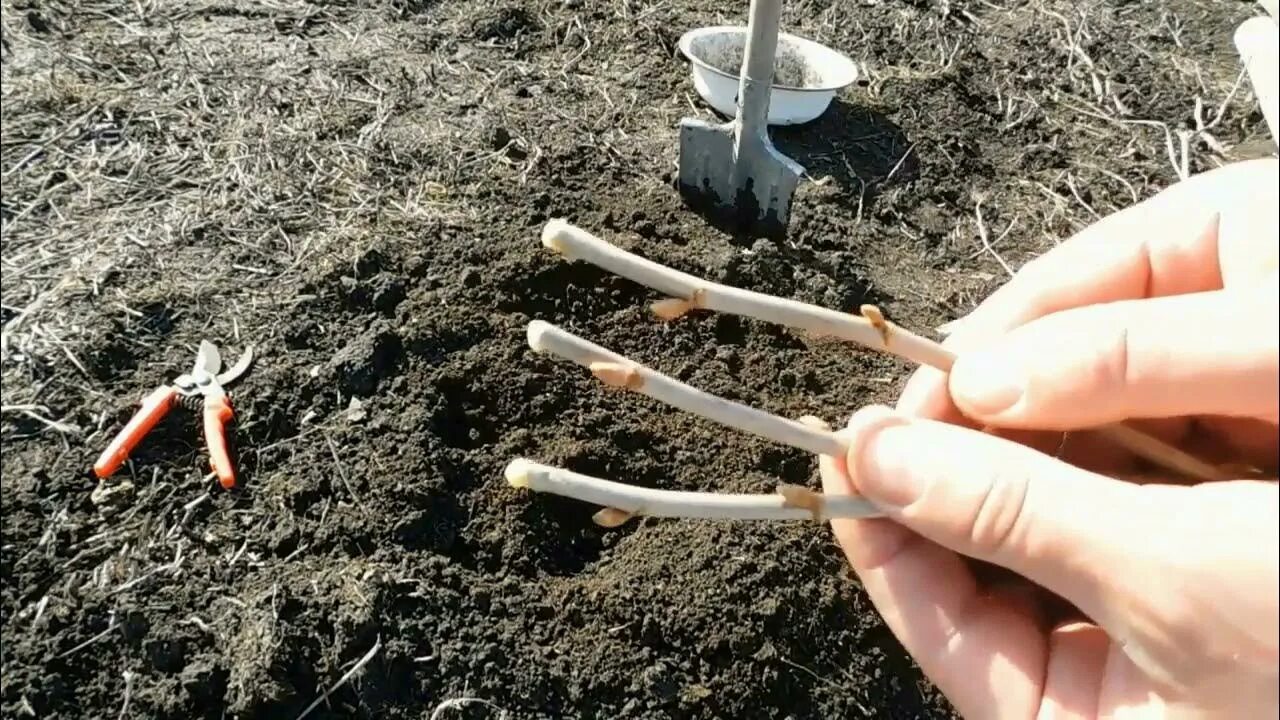 Как правильно пересадить черную смородину весной