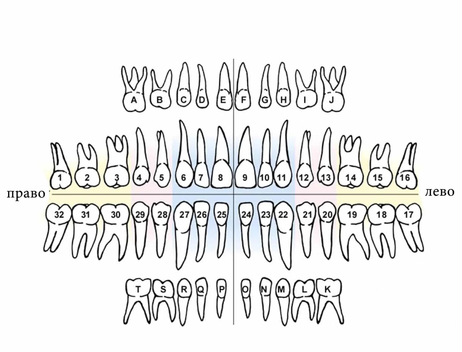 Названия зубов человека. Зубы нумерация в стоматологии схема. Нумерация зубов зубная формула. Американская система нумерации зубов. Схема зубов человека с нумерацией стоматологии.