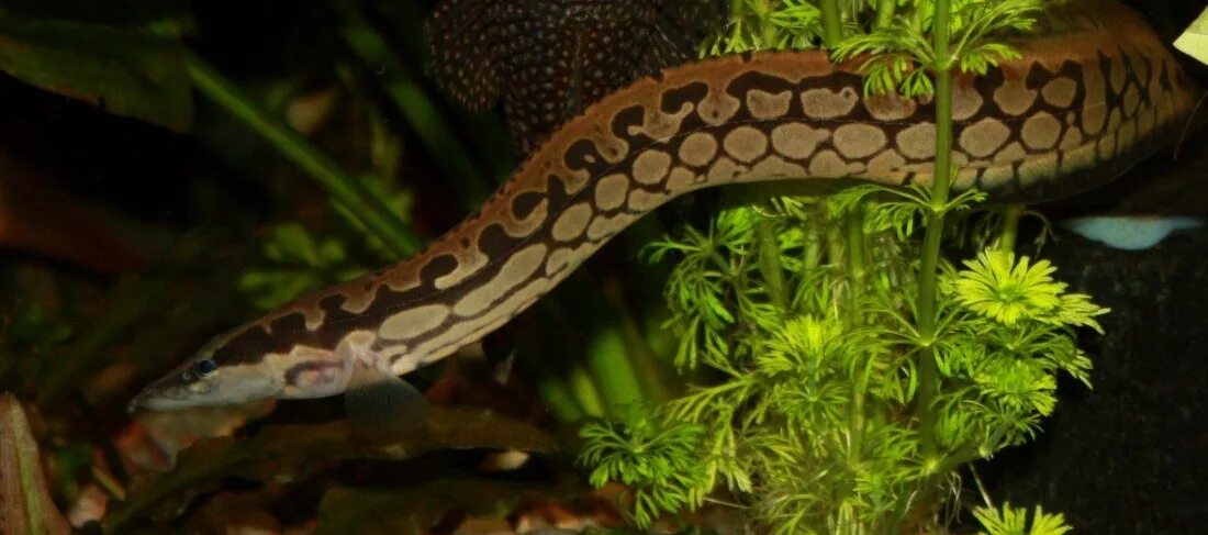 Мастацембел Арматус (Mastacembelus Armatus) 7-8 см