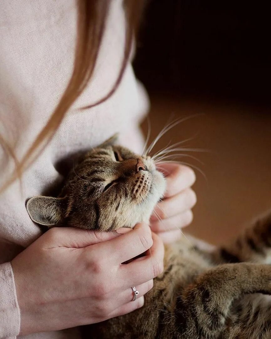 Довольно мурлыкает кошка. Кошка мурлычет. котик на коленях. мурлыканье котят. девушка кошка.