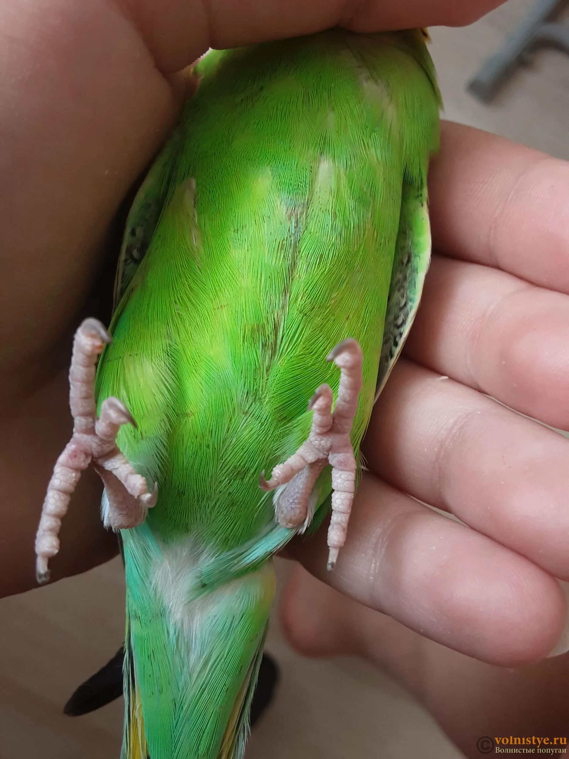 Сколько лет живут попугаи в домашних условиях. Волнистый попугайчик зеленый с хвостом. Пятна на перьях попугая. Коричневый волнистый попугай. Пятна на перьях волнистого попугая.