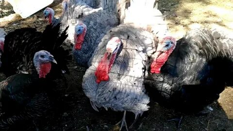 Бронза 708 индюки