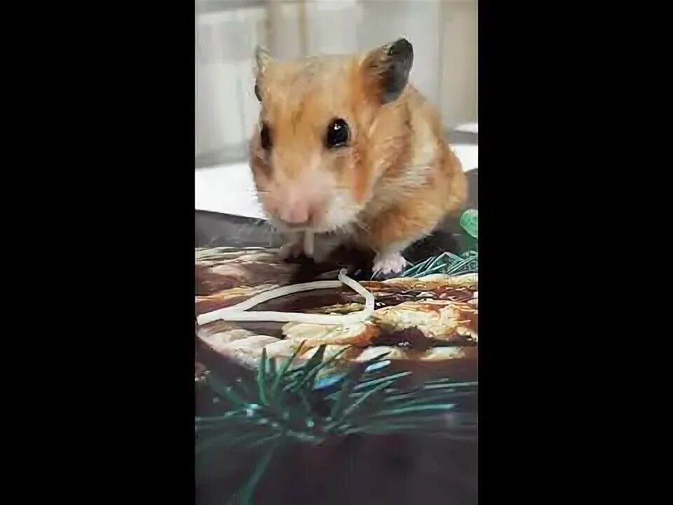 Хомяк тв в реальной жизни. Видео хомяк тв. Видео хомяк тв. Сумасшедший хомяк. Аватар хомяка.