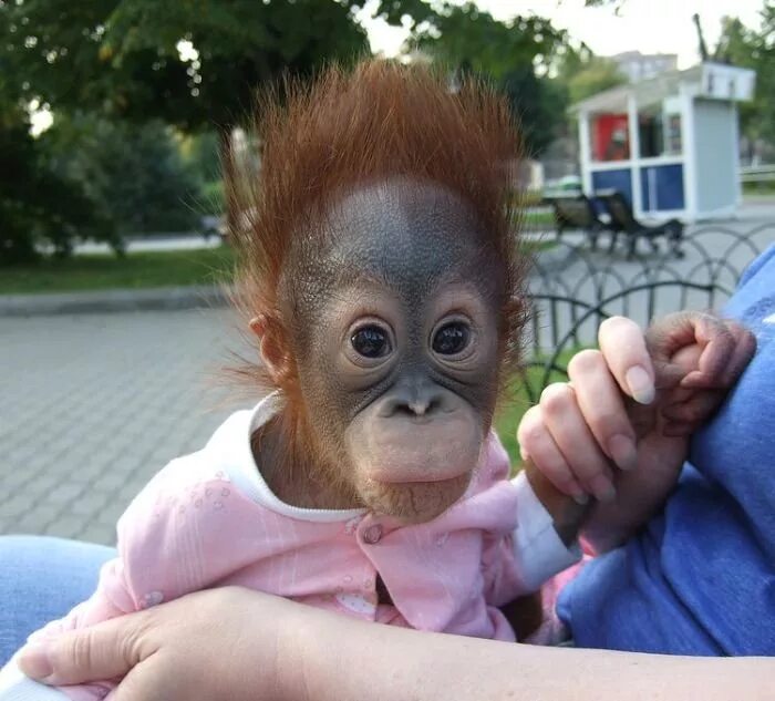 классные собаки. собака и мыльные пузыри. угарные картинки. позитивные собаки. смешной человек который смеется.