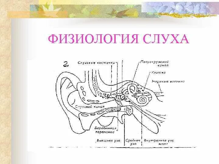 Физиология слуха. Физиология слуха человека. Острота слуха это физиология. Строение органа слуха рисунок. Чувствительный орган слуха