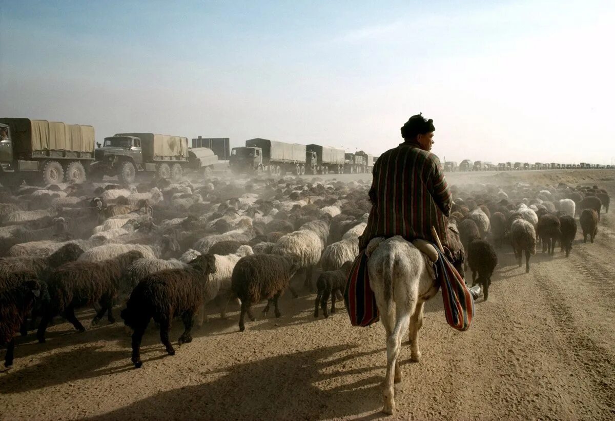 Пастухи гонят стадо. Афганистан 1989. Узбек пастух. Афганский пастух. Пастух в Афганистане.